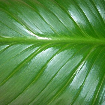 kollab pele oleosa | kollab | k-beauty