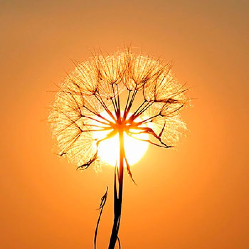 kollab_pele_sensível